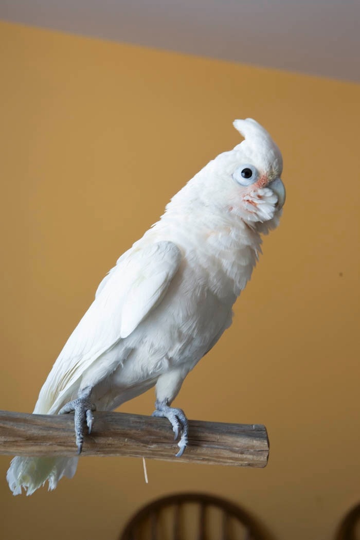 Manny, Goffins Cockatoo
